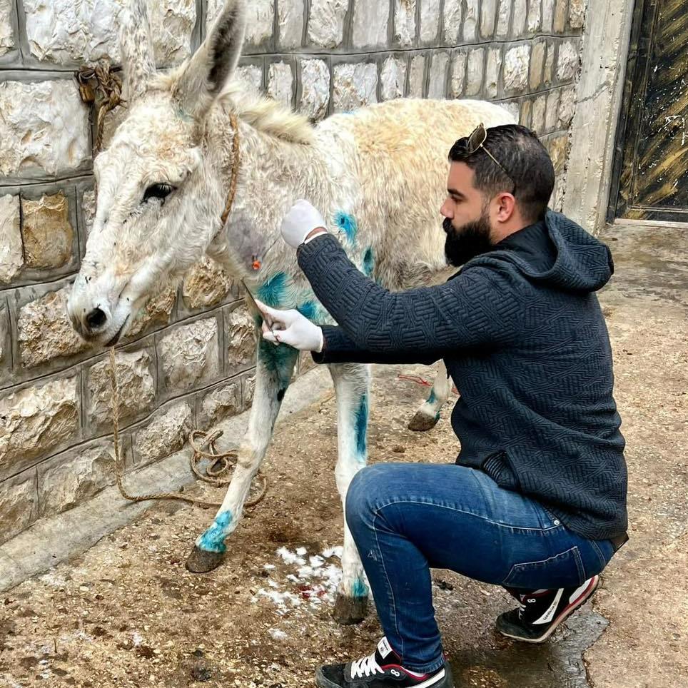 Mobile Clinic Treating Donkey Suffering from tetanus Dr Rakan