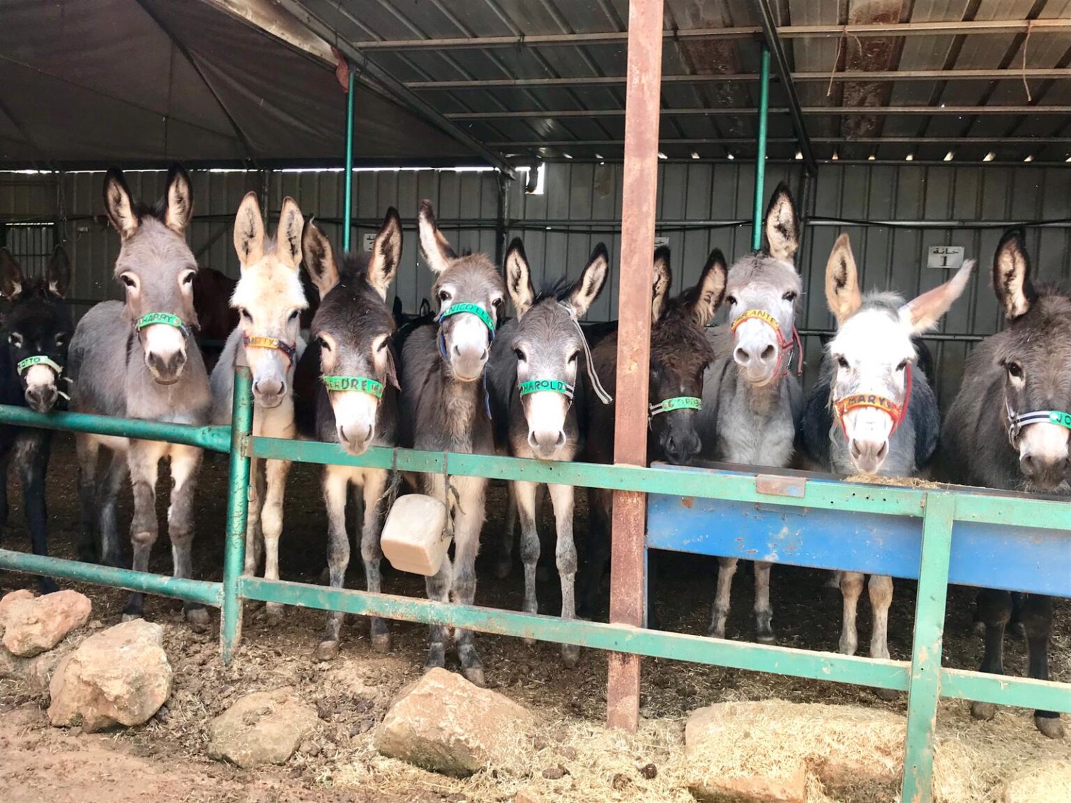 Safe Haven for Donkeys - Safe Haven for Donkeys