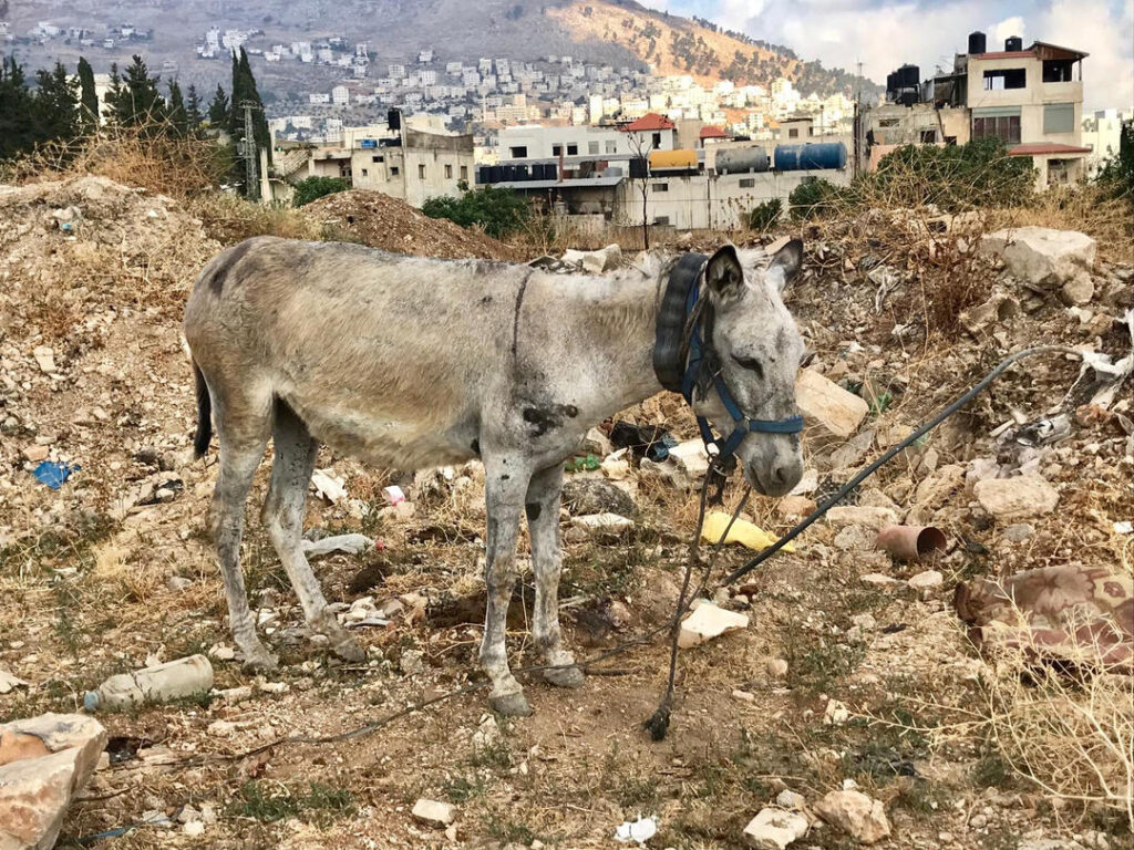 It does not bear thinking about what this poor donkey must think of life