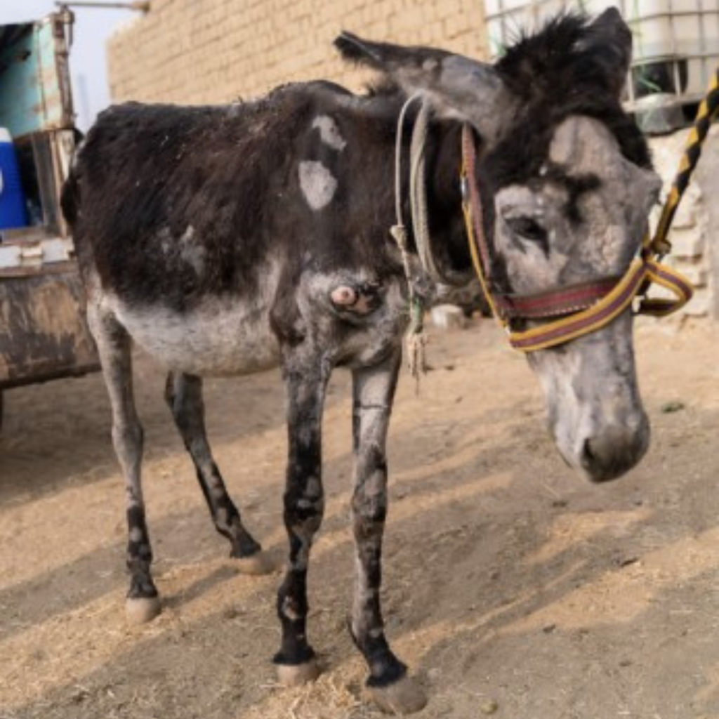 emaciated donkey with very poor skin condition bald patches