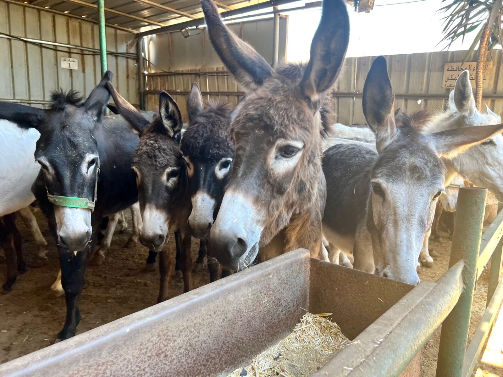Safe Haven for Donkeys Blog Safe Haven for Donkeys