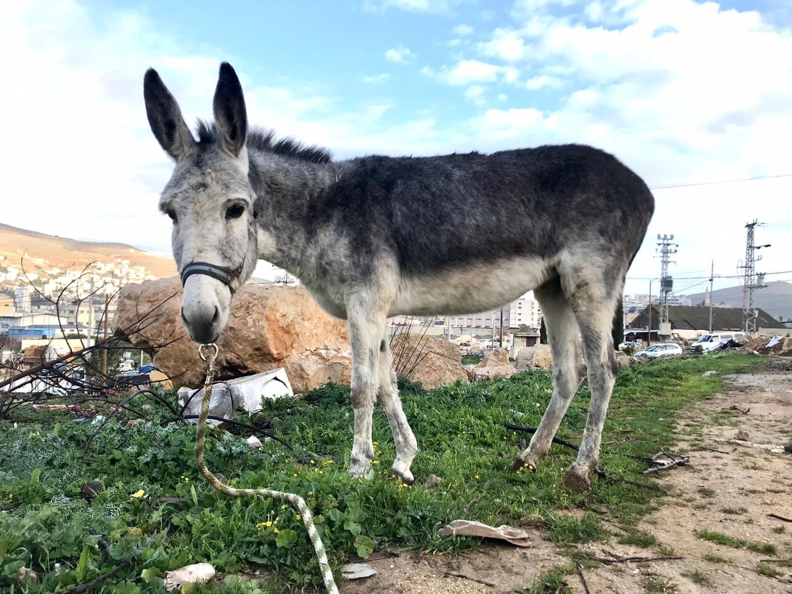 Our donkey update – 21st September 2023