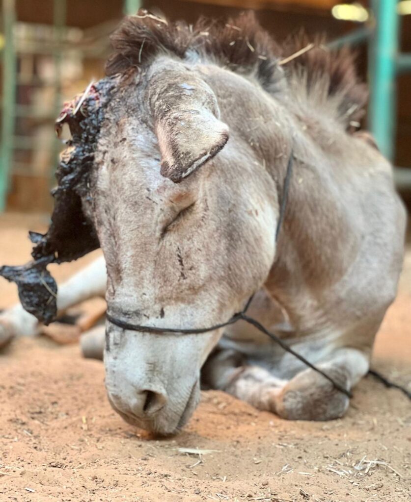 donkey with badly burnt ear at the rescue centre in the West Bank