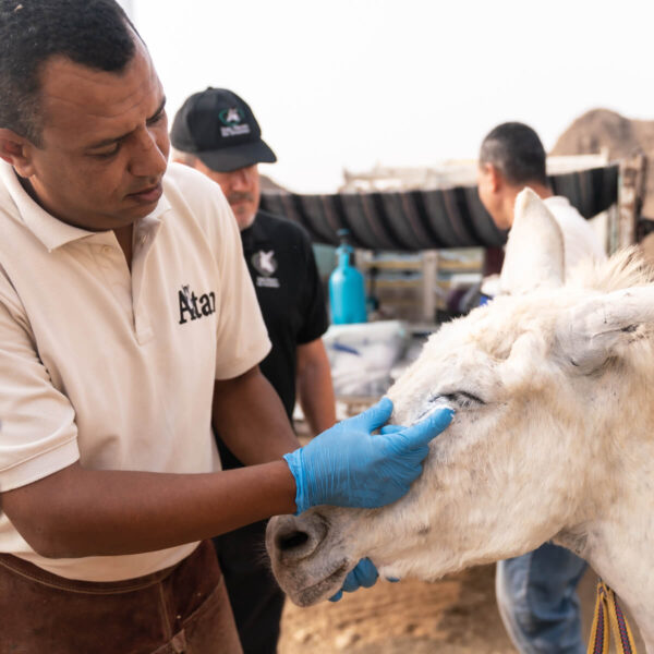 Care for a Donkey