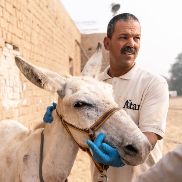 Support Our Egypt Vet Team
