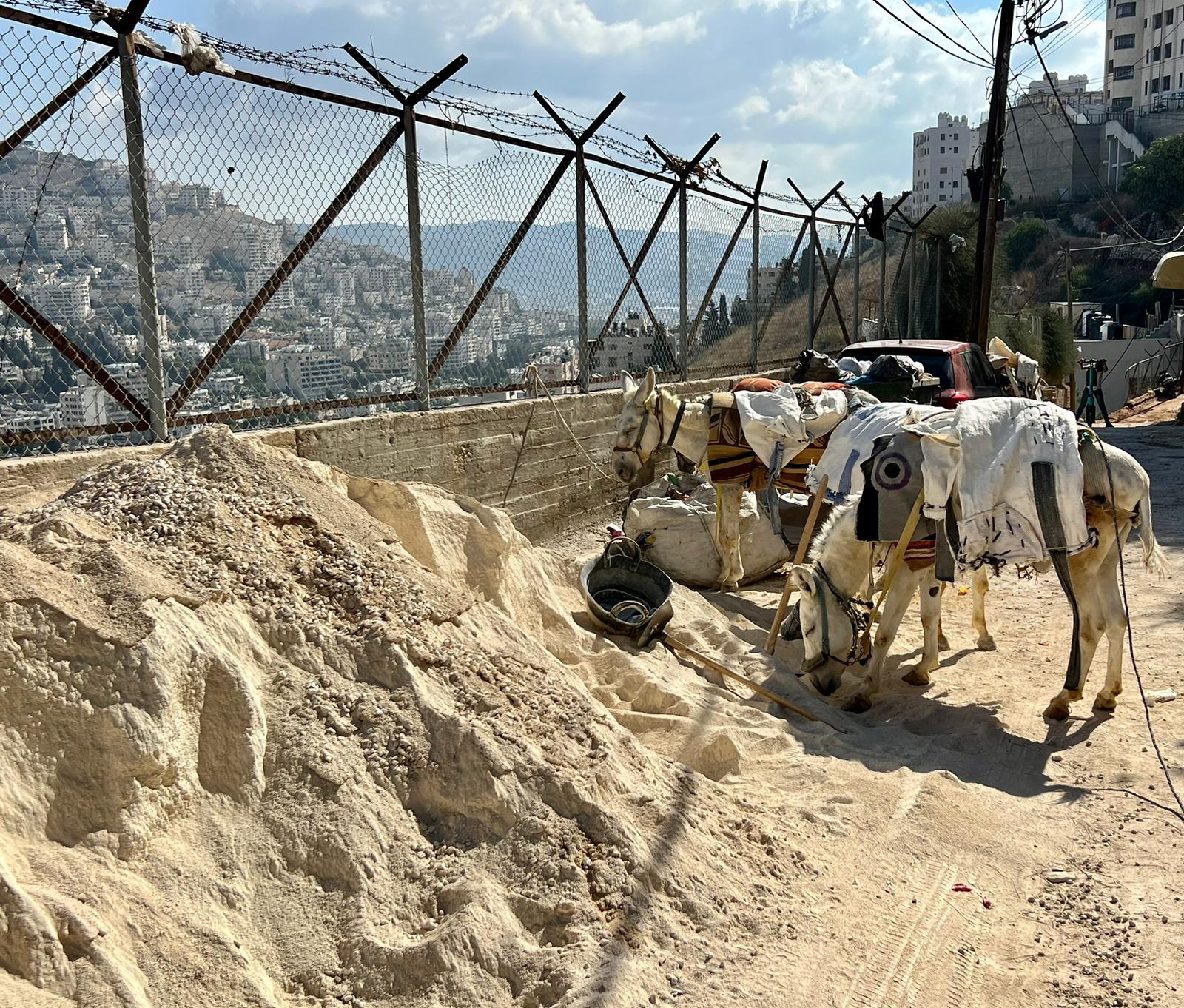 Our donkey update – 19th October 2023