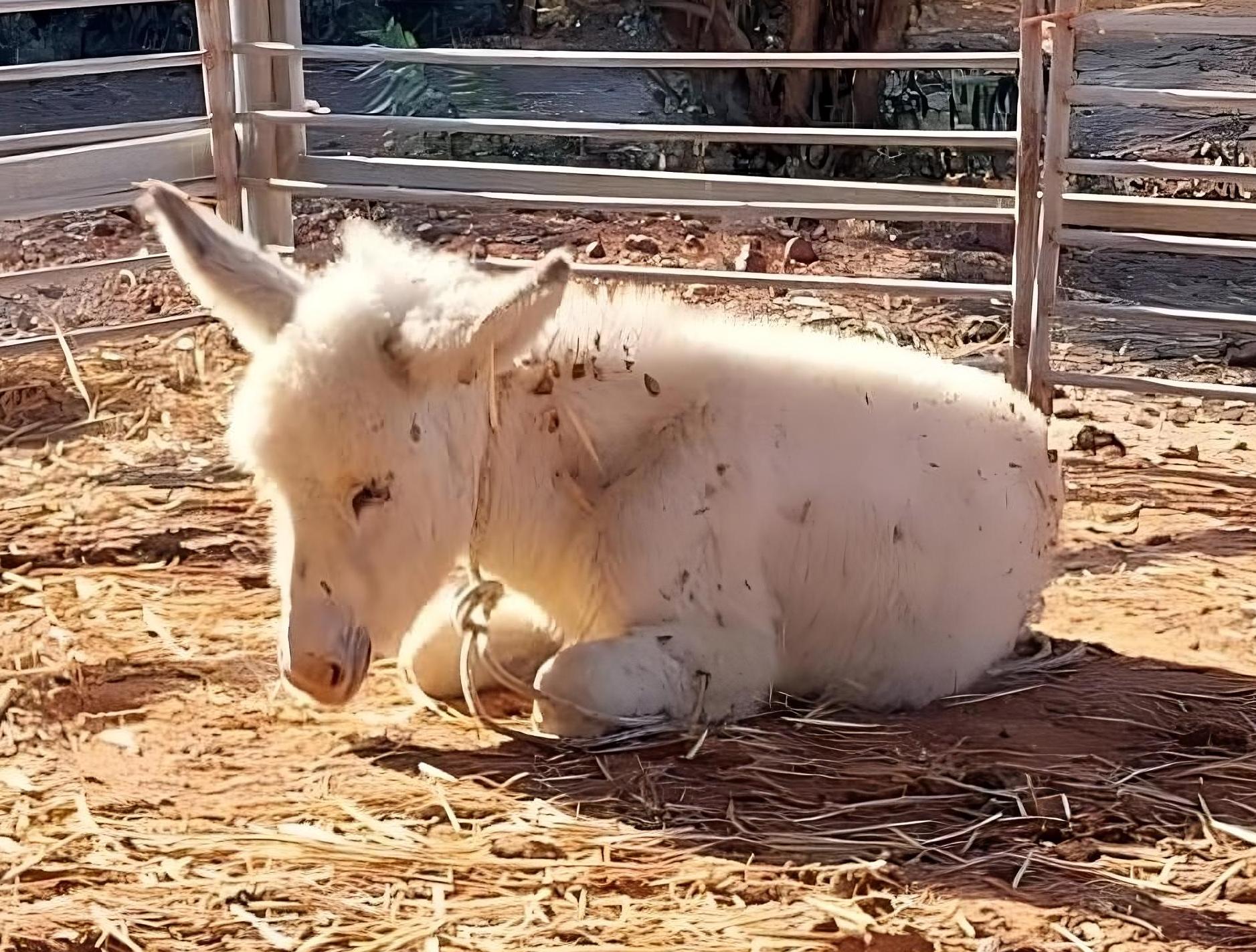 Our donkey update – 23rd November 2023