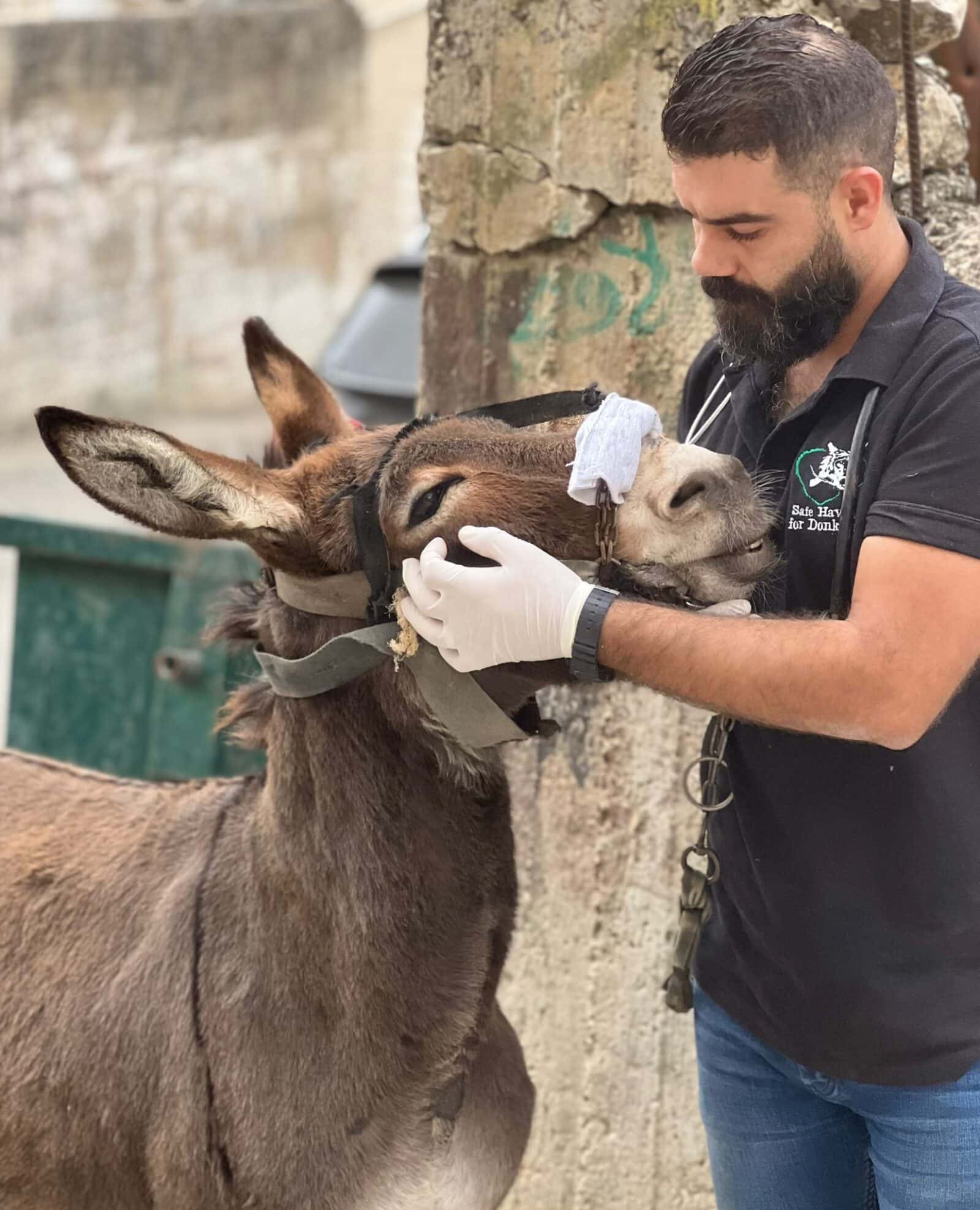Our donkey update - 16th November 2023 - Safe Haven for Donkeys
