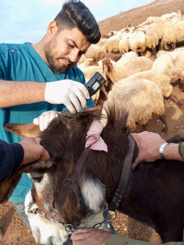Our donkey update - 14th December 2023 - Safe Haven for Donkeys