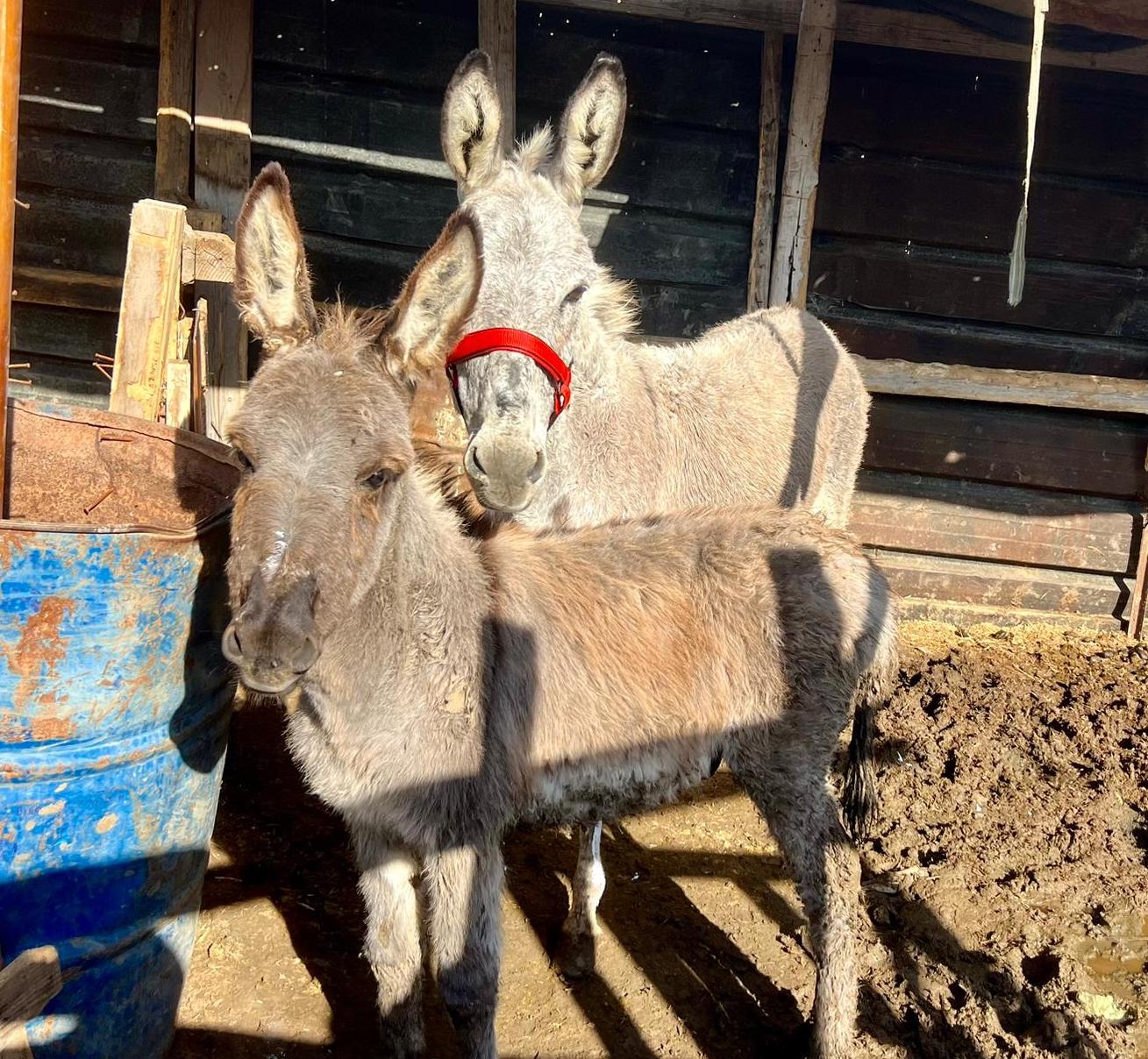 Our donkey update – 14th December 2023