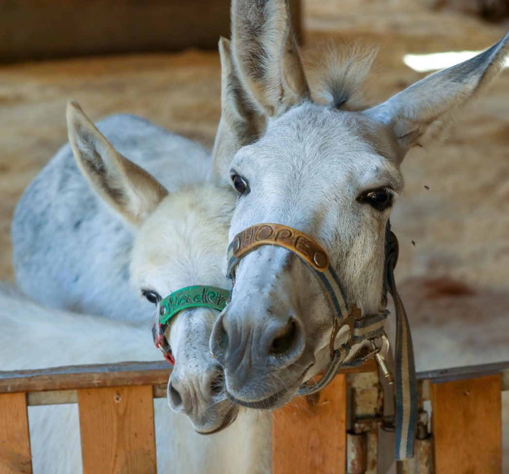 Our donkey update – 21st December 2023