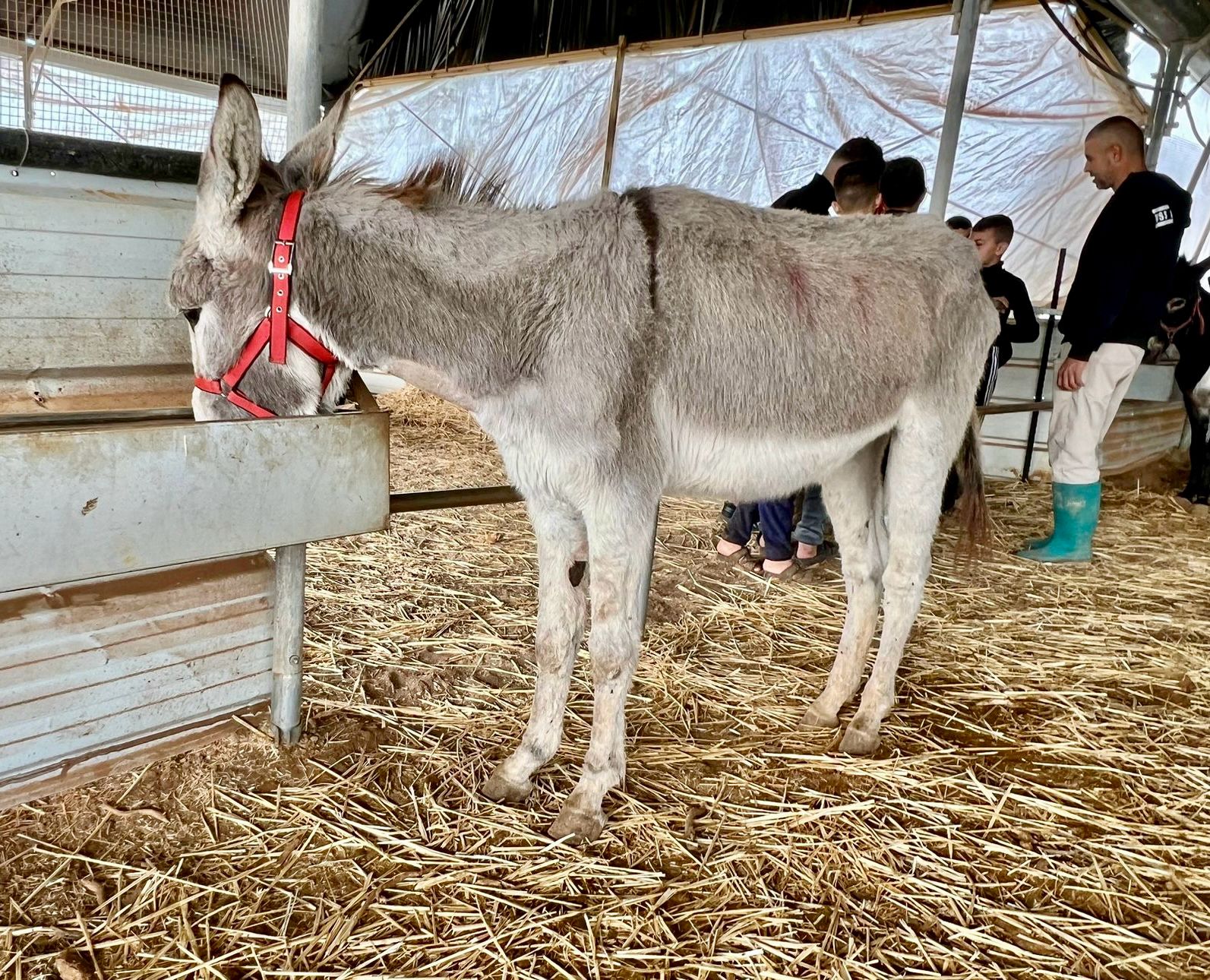 Our donkey update – 18th January 2024