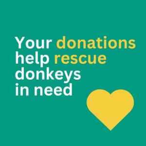your donations help rescue donkeys