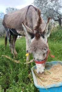 Blondie the donkey getting better
