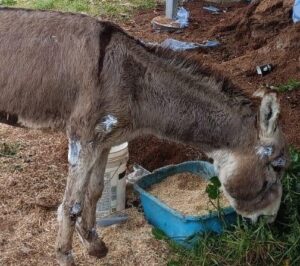 blodnie the donkey rescue