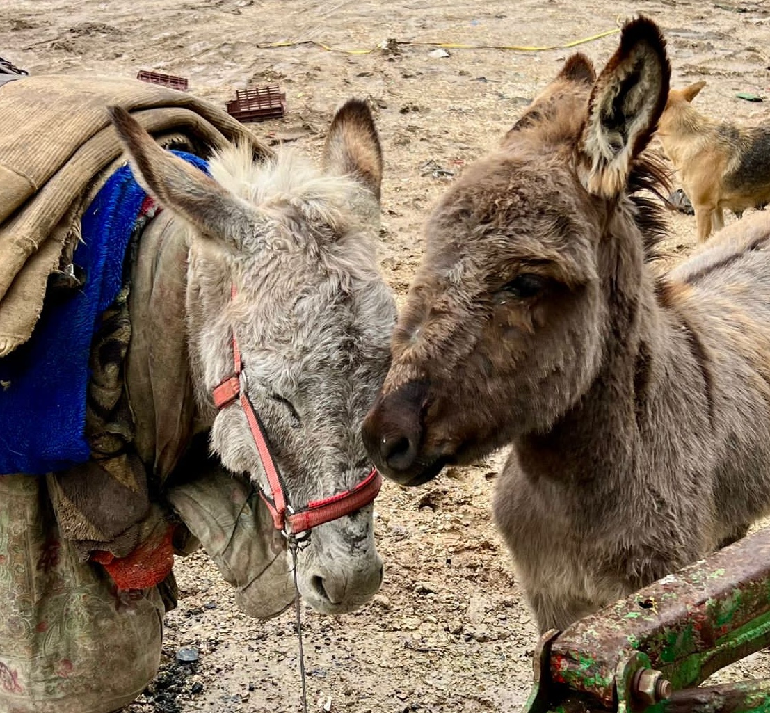 Our donkey update – 8th February 2024