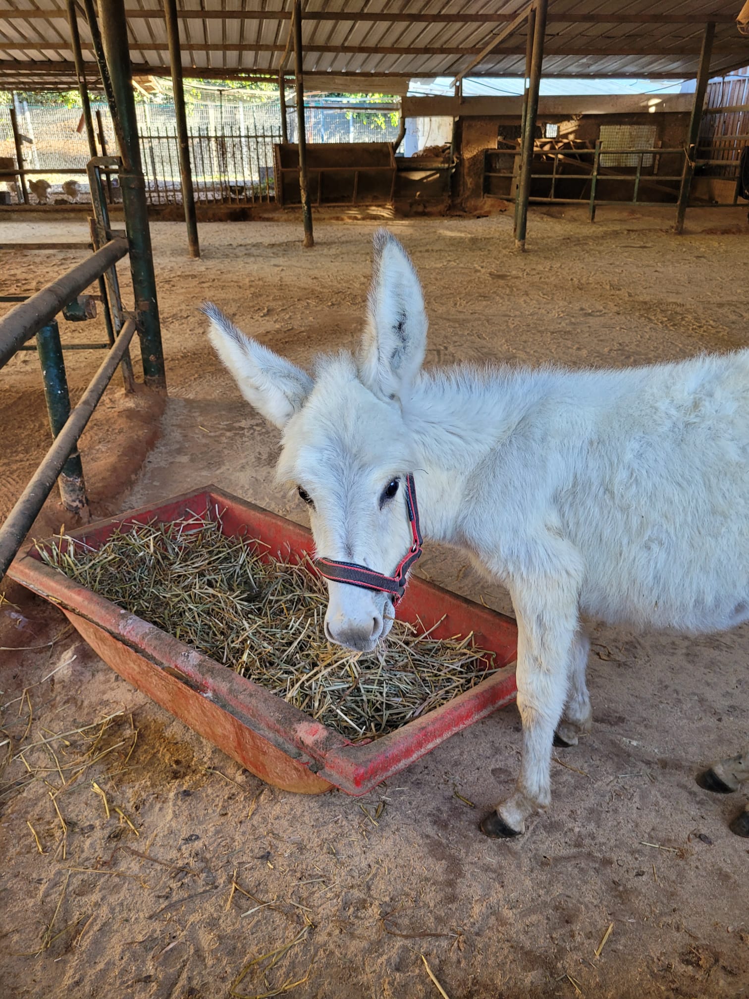 Our donkey update – 22nd February 2024