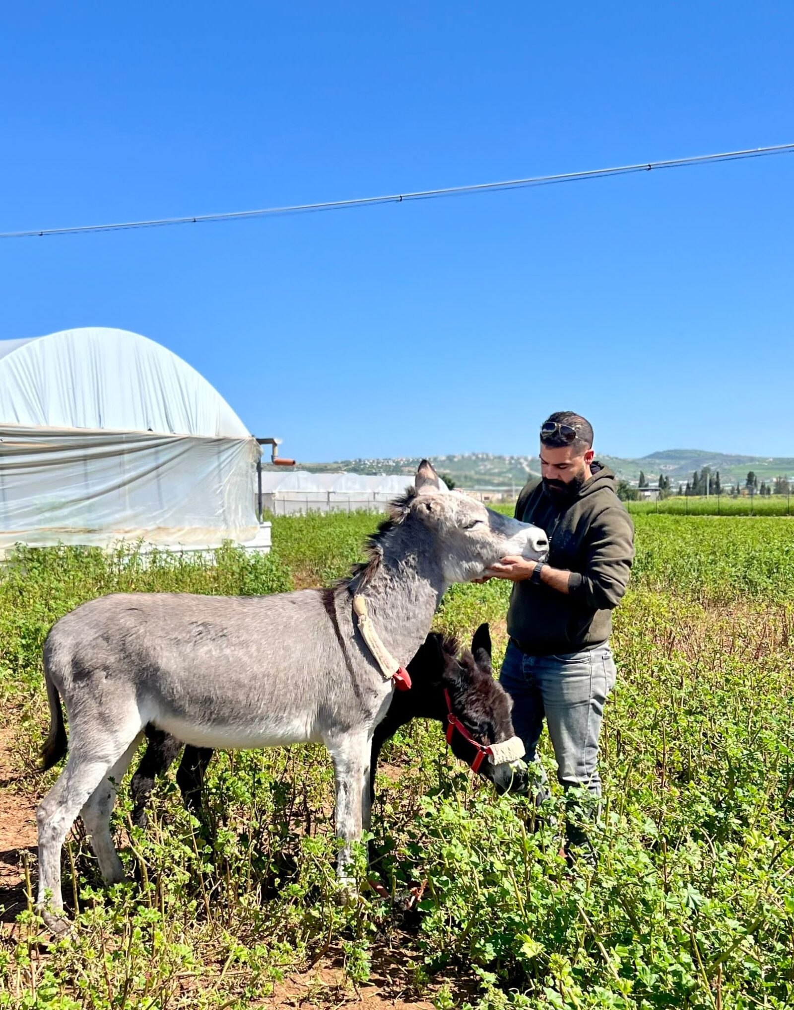 Our donkey update - 7th March 2024 - Safe Haven for Donkeys