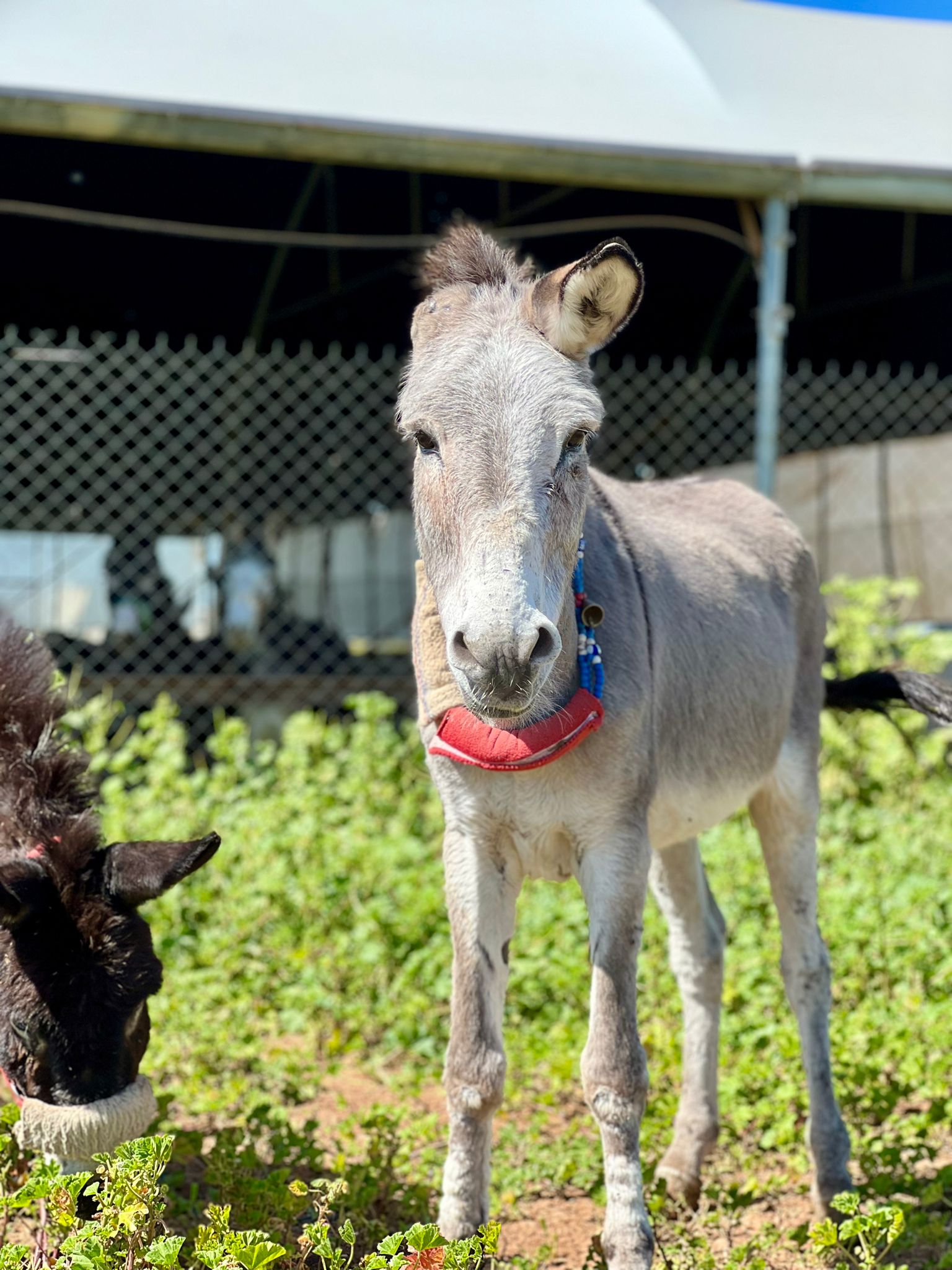 Our donkey update – 7th March 2024