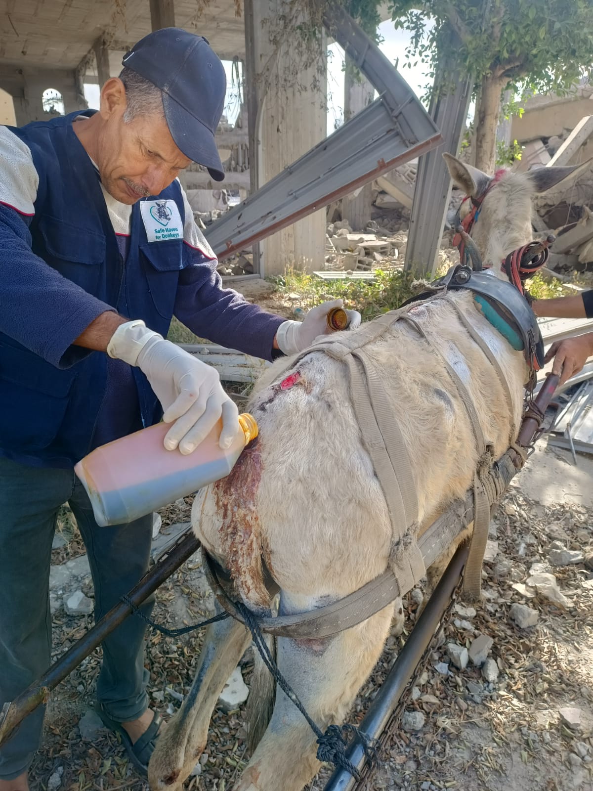 Our donkey update – 25th April 2024