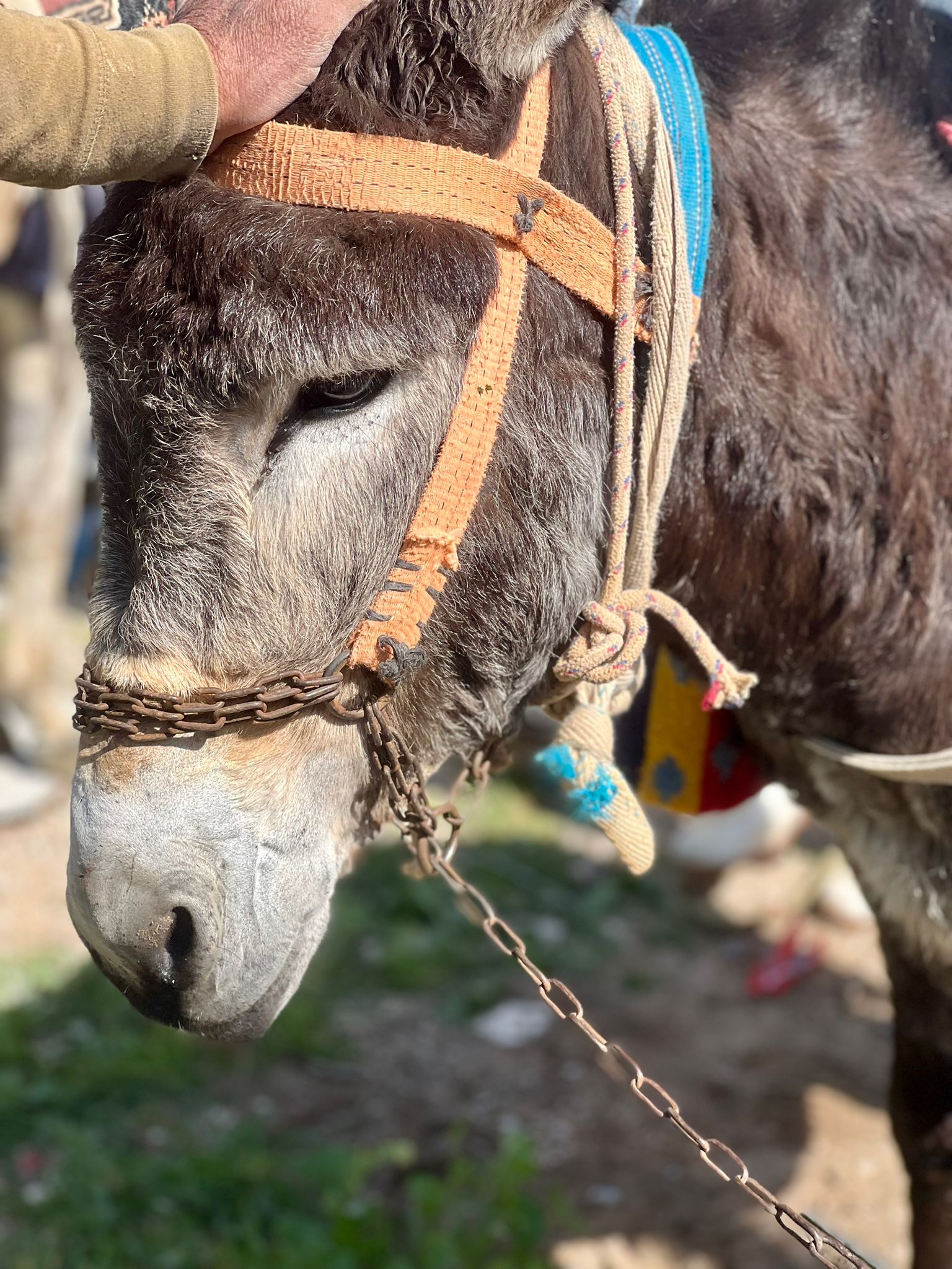Our donkey update – 11th April 2024