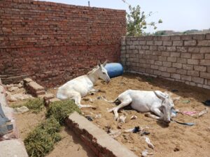 Donkeys too hot to work