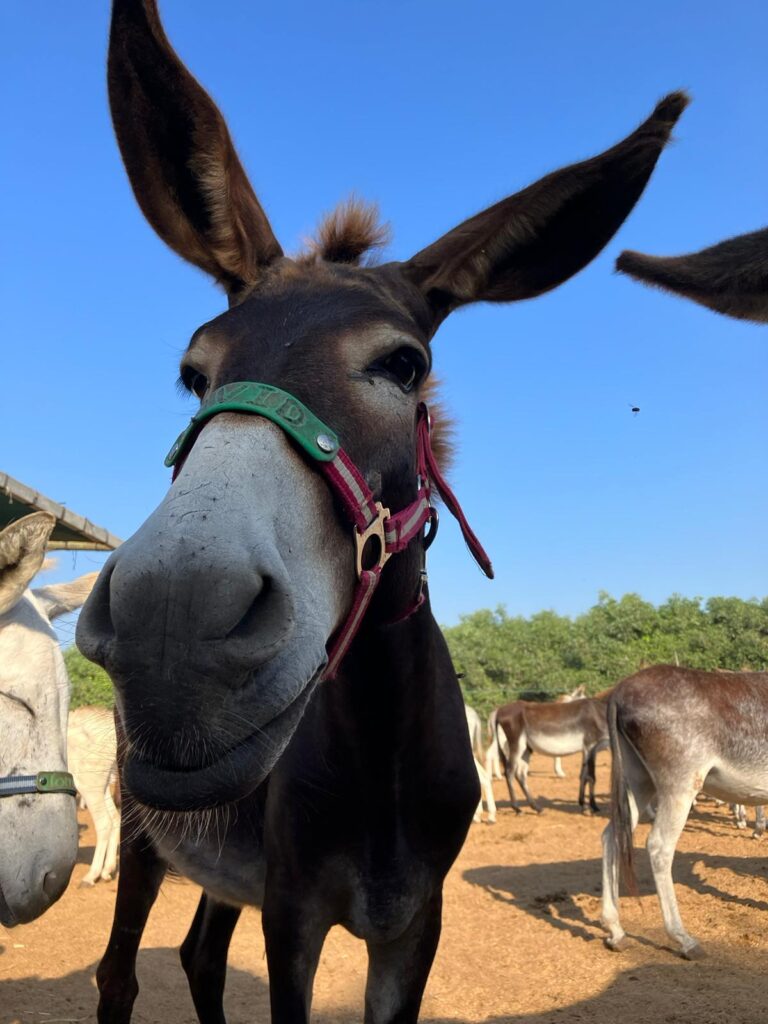 David the donkey - happy and safe in Safe Haven for Donkeys' sanctuary haven. 