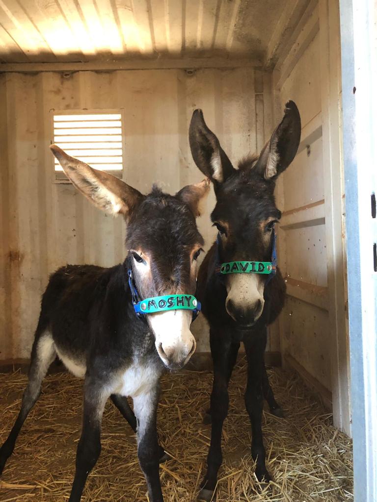 David and Moshe donkey foals.