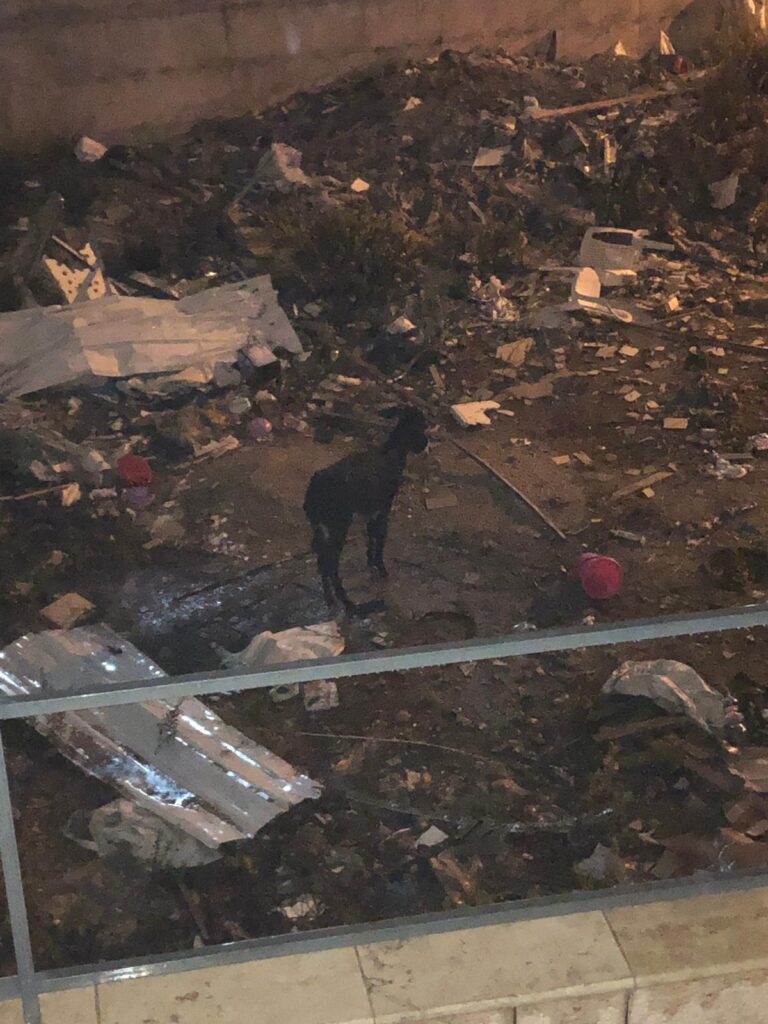 David the donkey - abandoned, tide up and left to starve. 