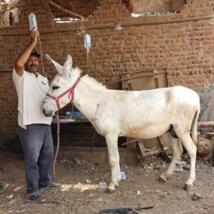 kiln donkey receiving an IV drip