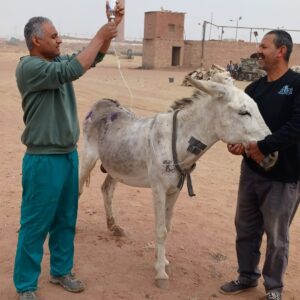 kiln donkey receiving an IV drip