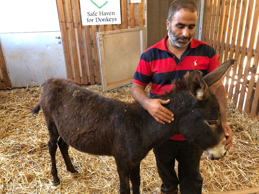 David the donkey in Safe Haven for Donkey's loving care. 