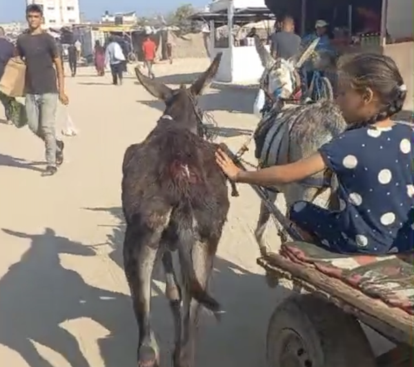 Our donkey update – 5th September 2024