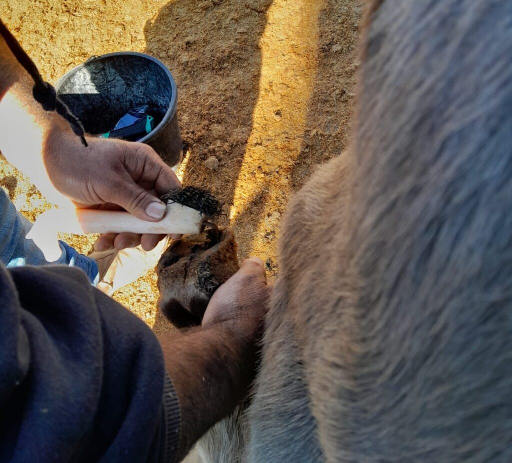 Our Donkey Update 23rd January 2025 Safe Haven For Donkeys