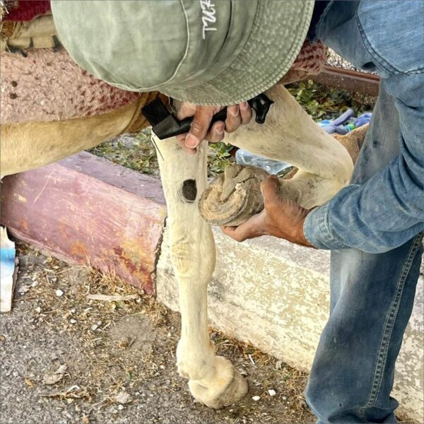 Hoof cleaner tool