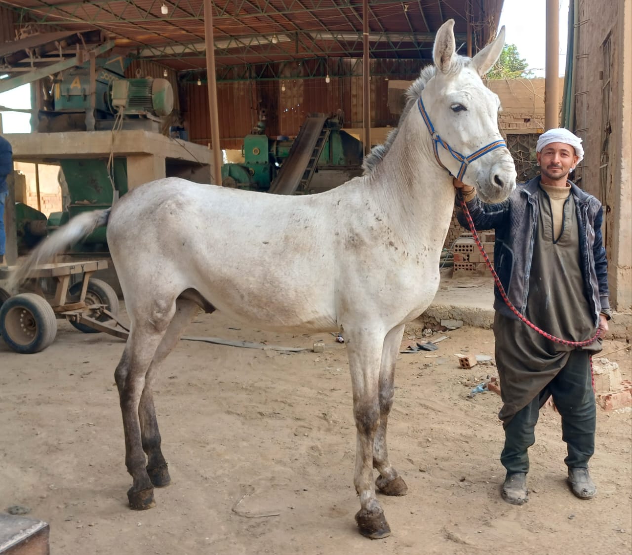 Our donkey update – 10th April 2025