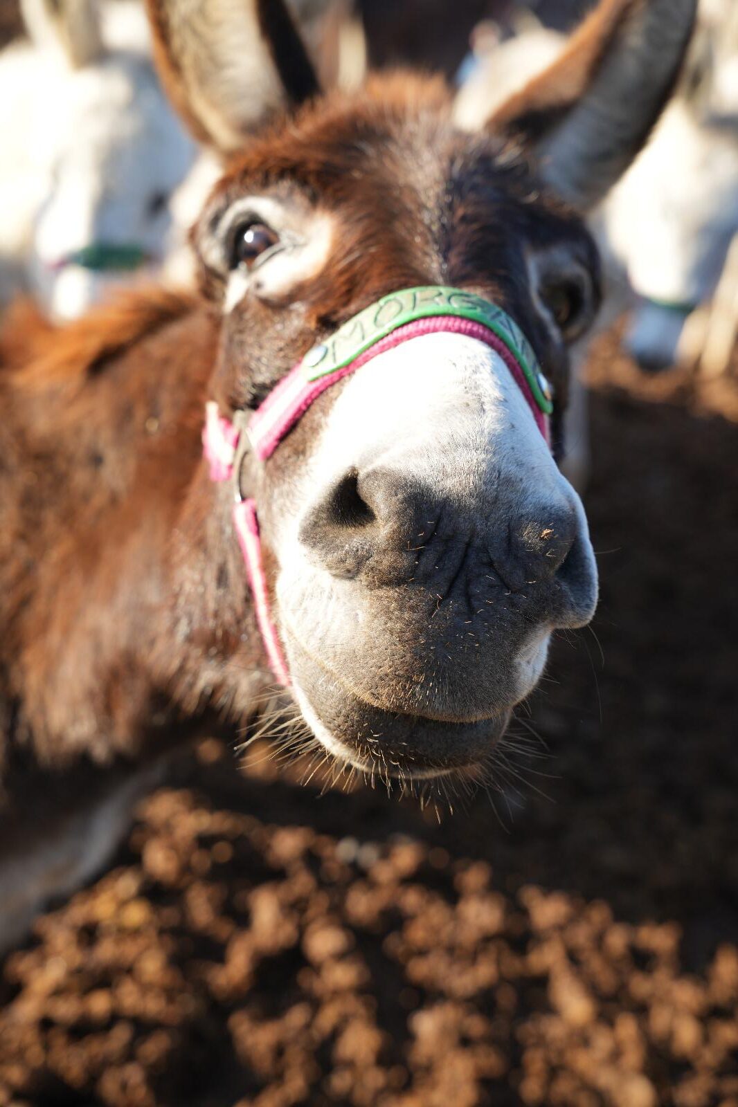 Our donkey update – 17th April 2025
