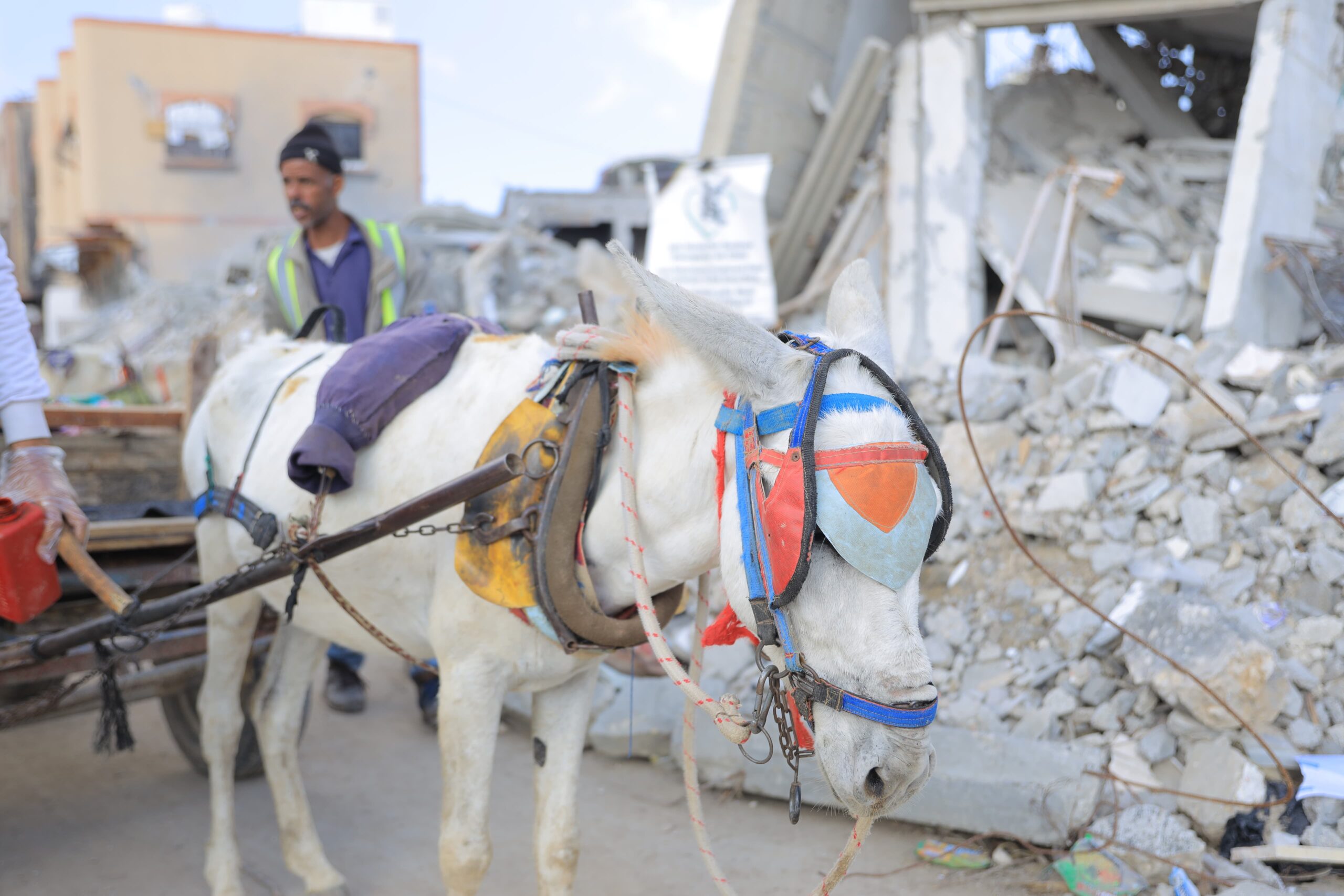 A donkey suffering from cracks in the hoof wall in Meraj, Rafah Just 400 meters from armed vehicles, with explosions in the distance, our team is risking everything to care for donkeys no one else can reach.