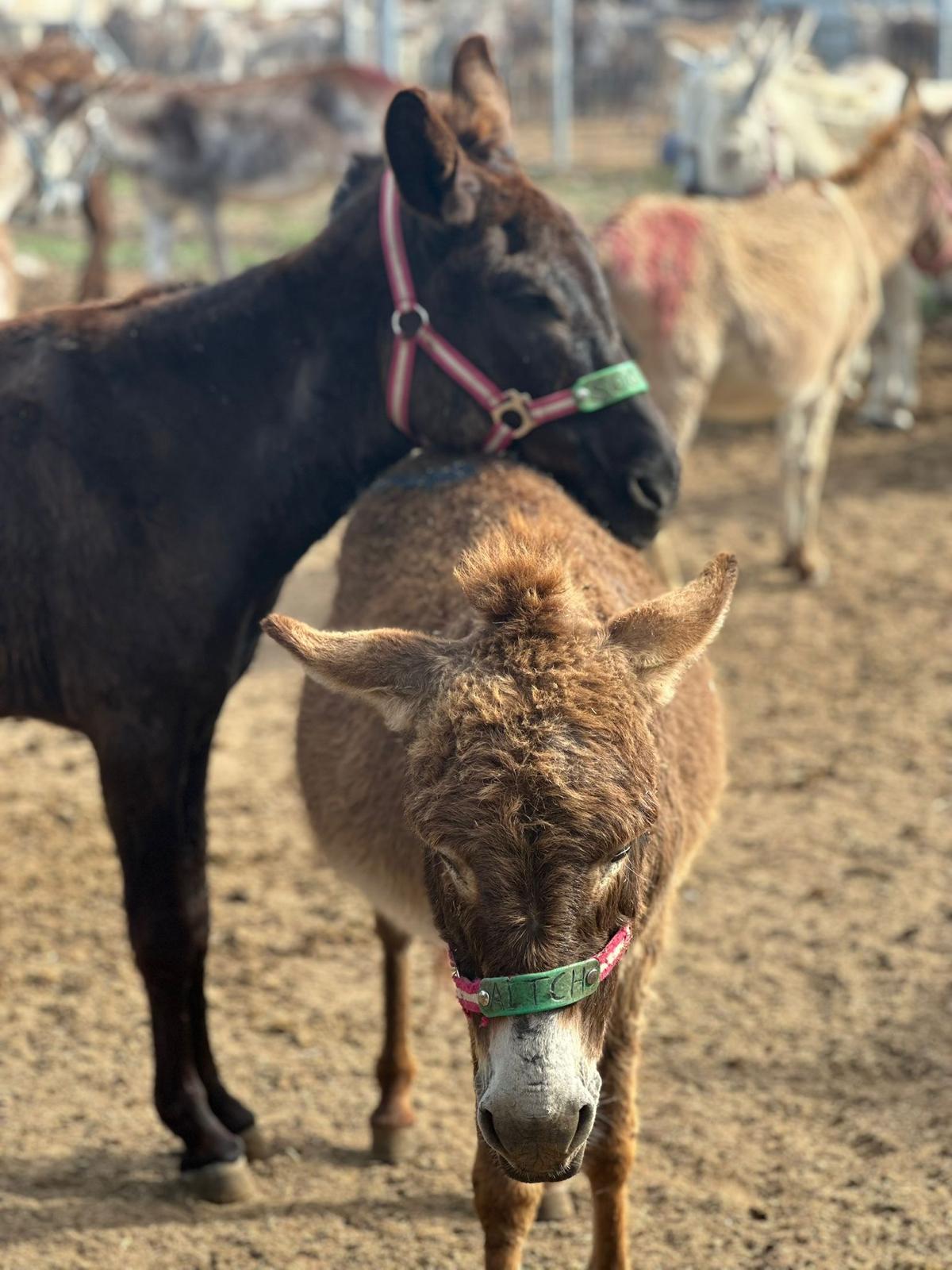 Our donkey update – 15th May 2025