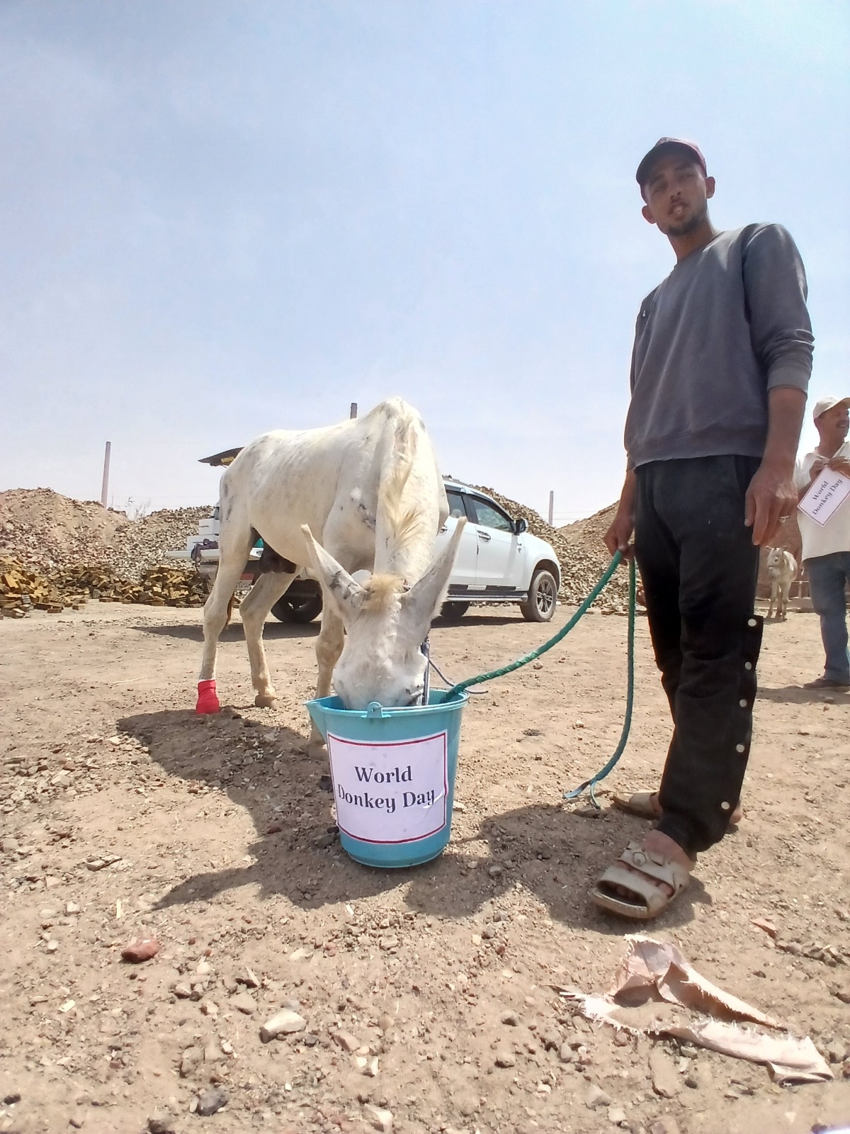 Our donkey update – 5th June 2025