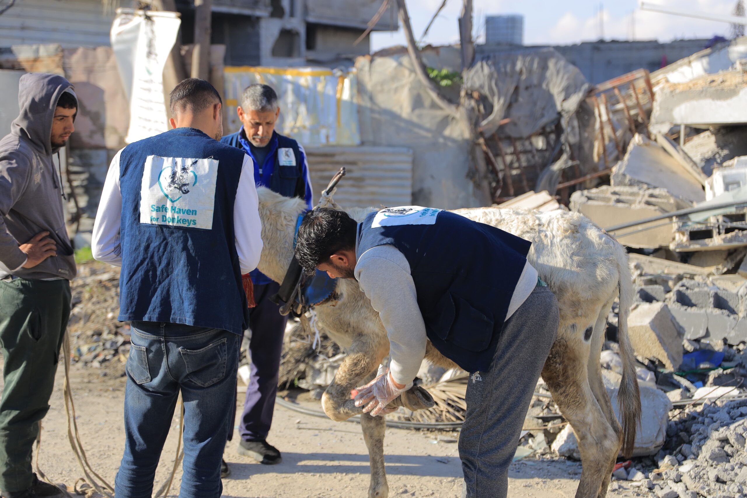 Our donkey update – 19th June 2025
