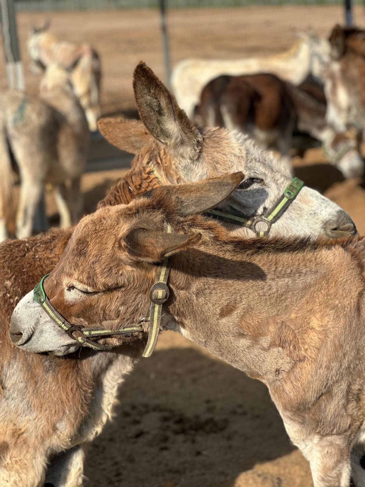 Our donkey update – 12th June 2025