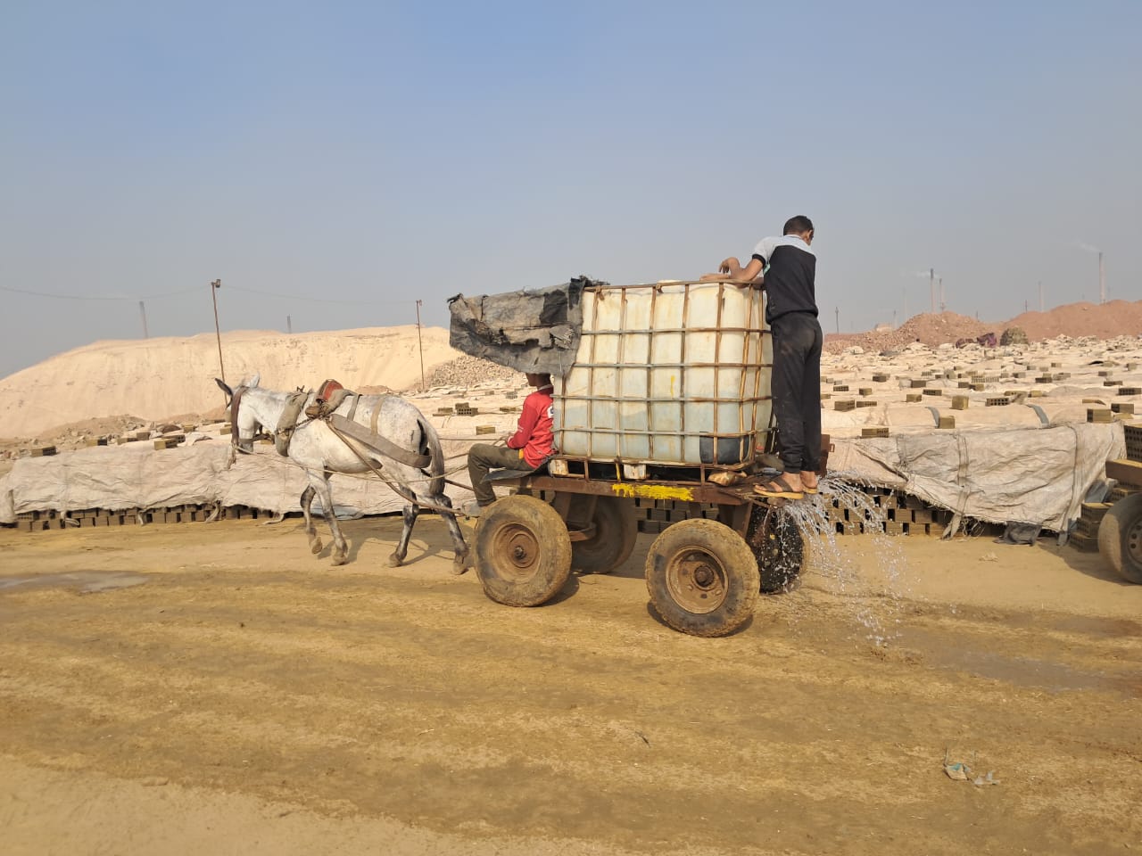 Our donkey update – 25th June 2025