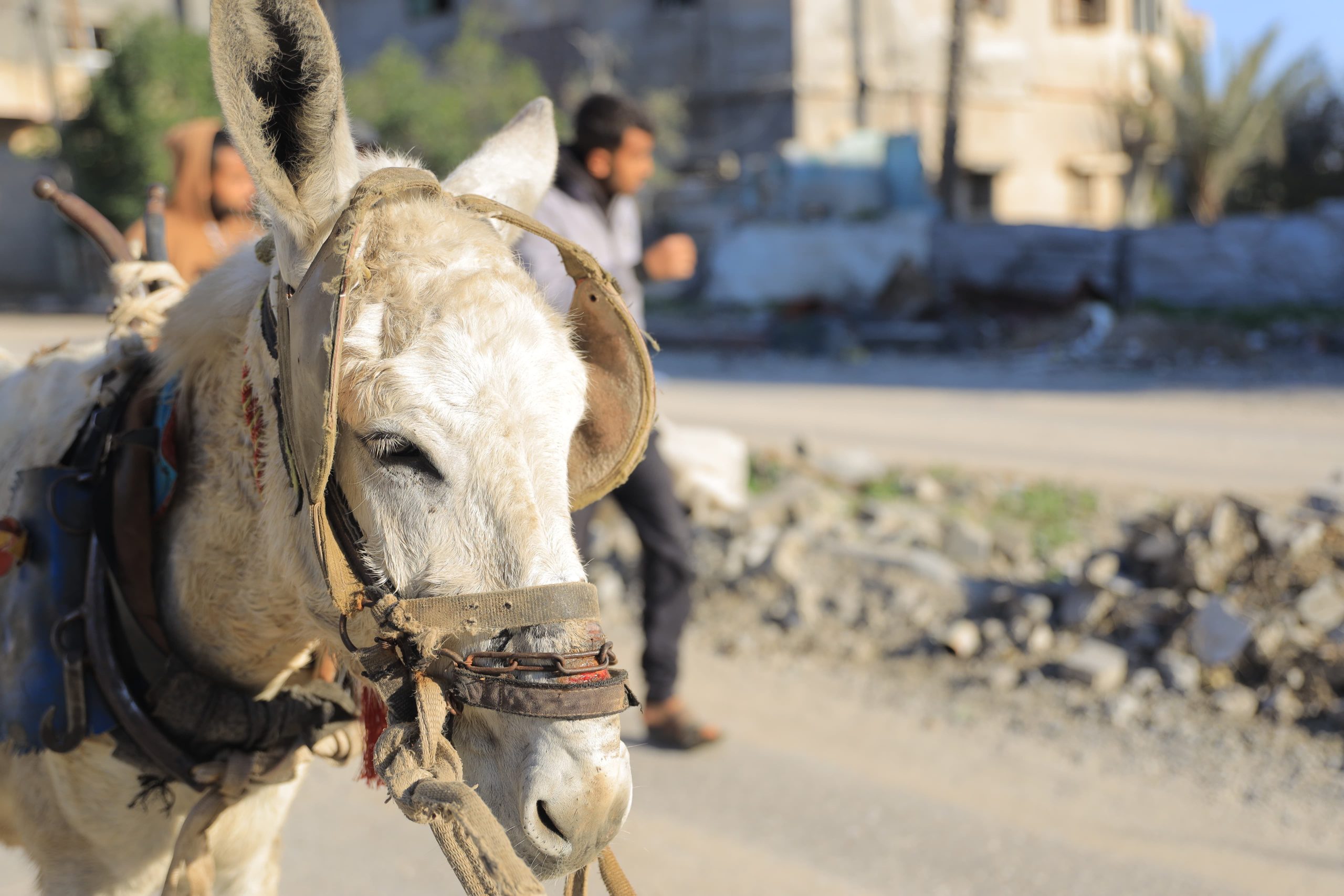Gaza Appeal Update – 4th September 2025