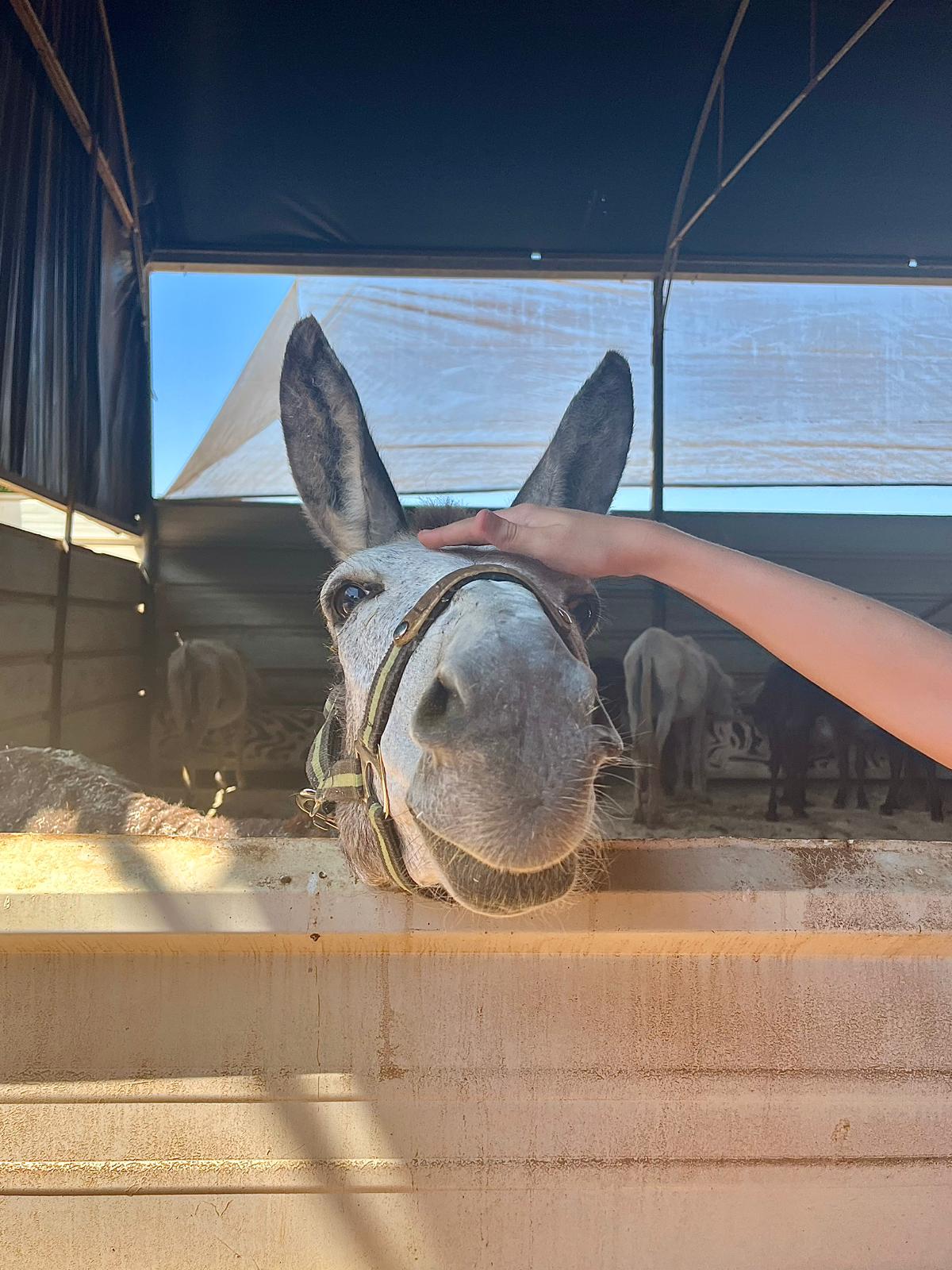 Our donkey update – 17th July 2025