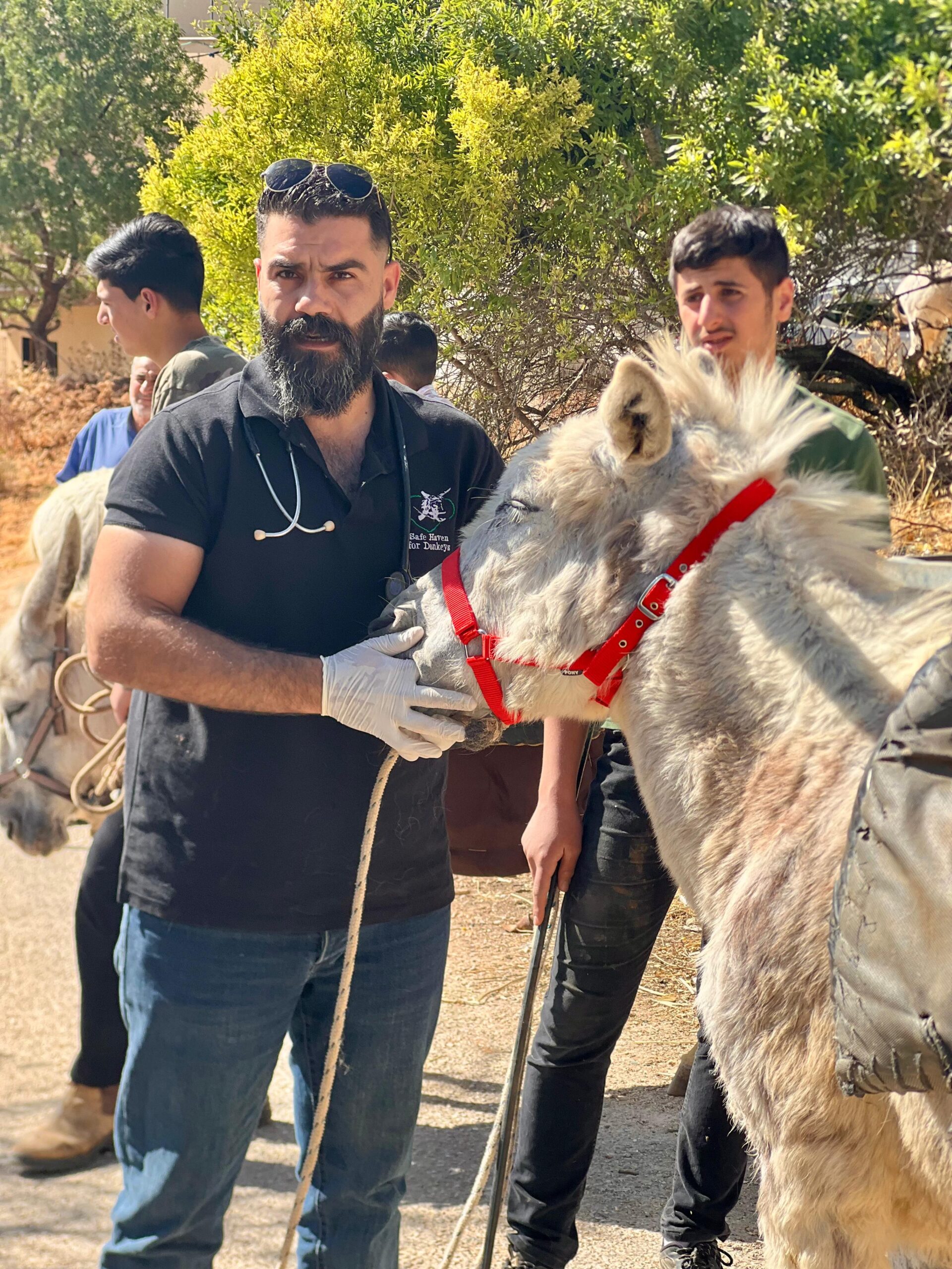 Our donkey update – 10th July 2025