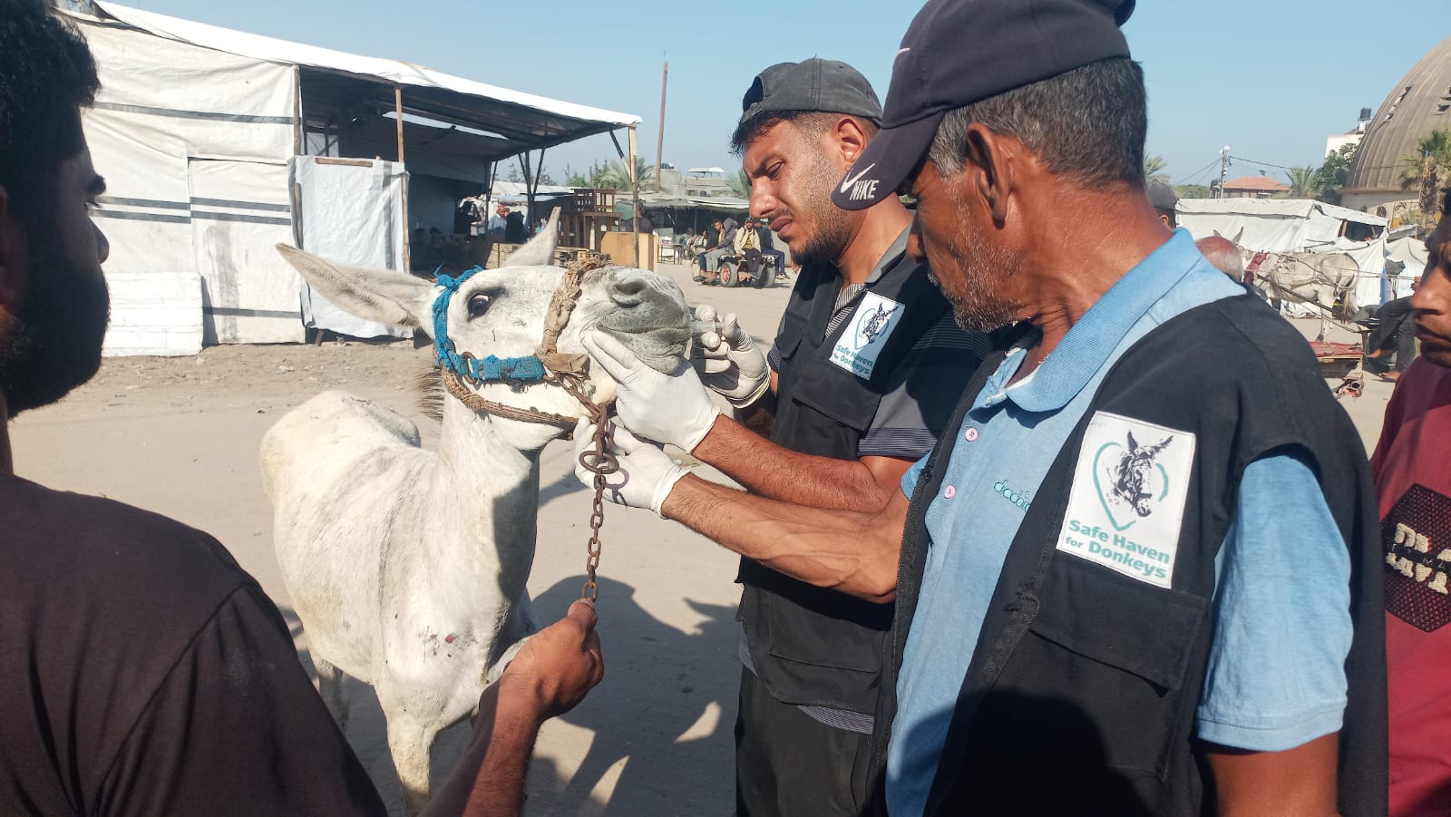 Our donkey update – 31st July 2025