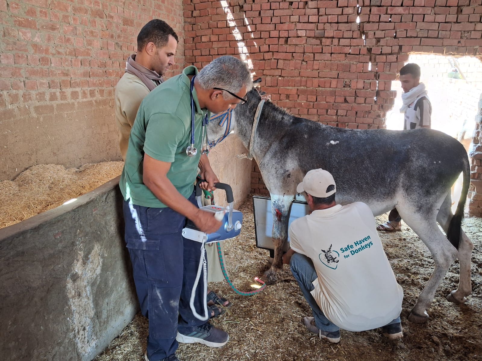 Our donkey update – 3rd July 2025