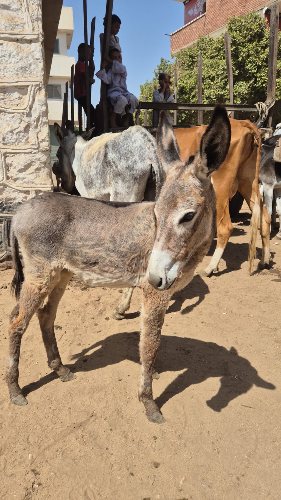 Our donkey update – 7th August 2025