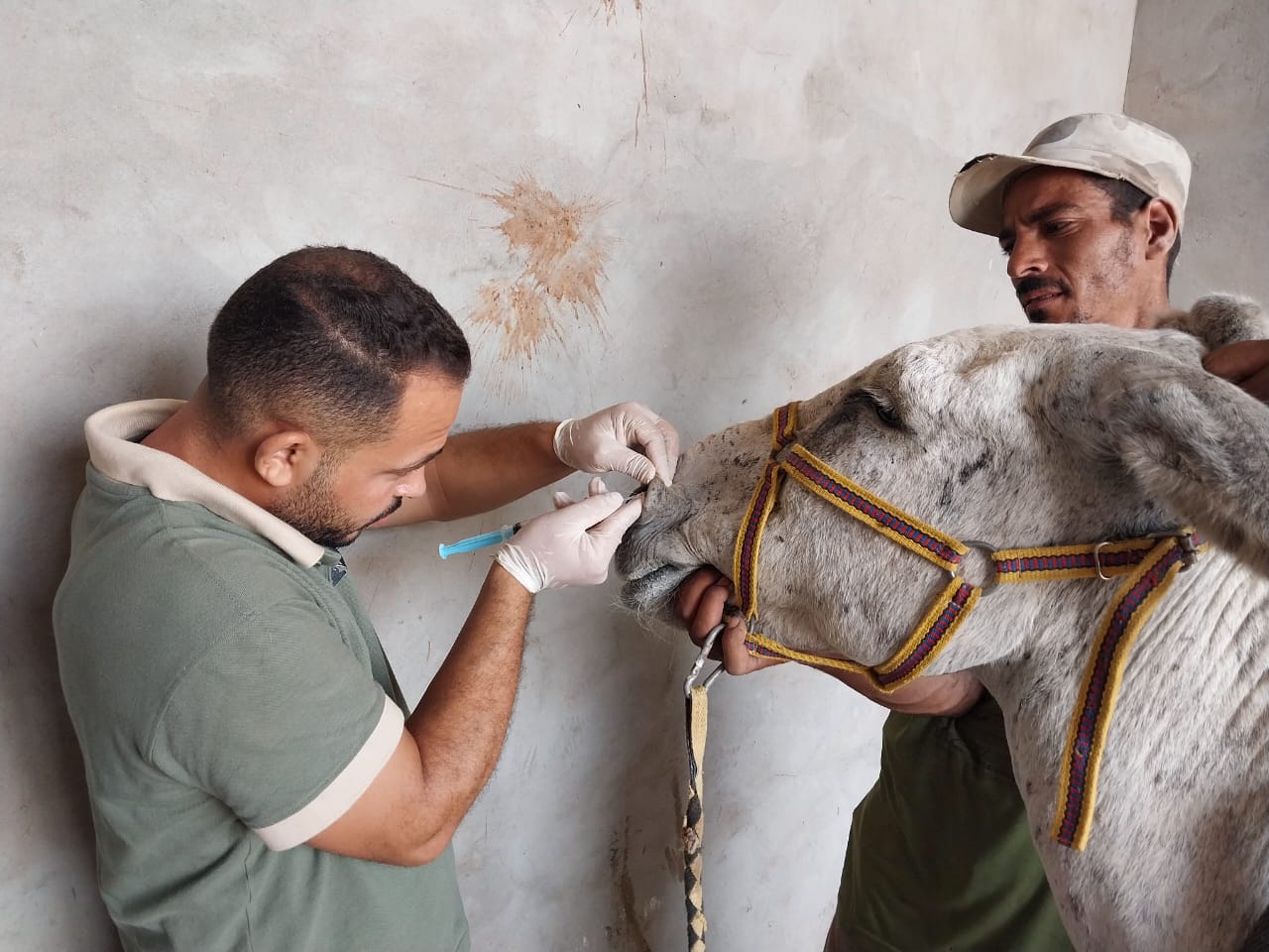Our donkey update – 21st August 2025